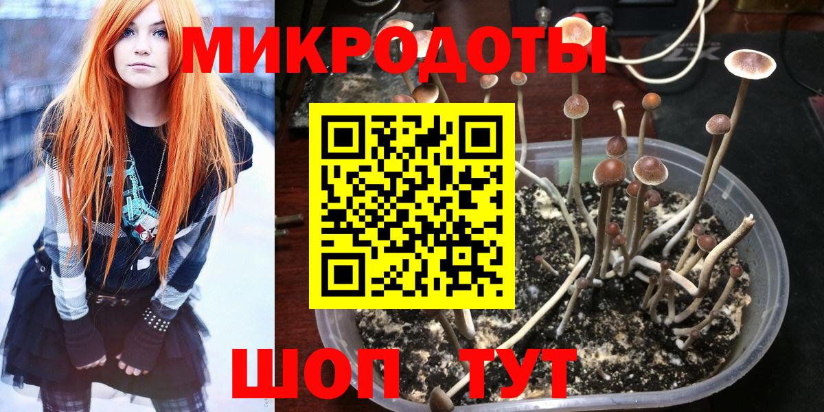 Галлюциногенные грибы Psilocybe Чебаркуль